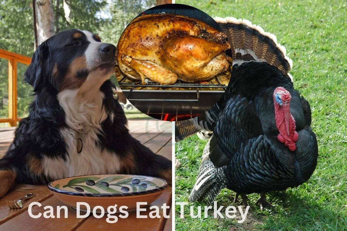 Can Dogs Eat Turkey? Safety Guidelines Explained