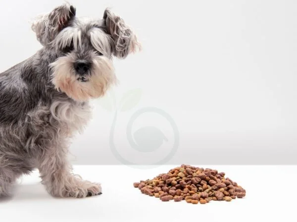 Can Dogs Eat Walnuts: Safety, Risks, and Health Benefits