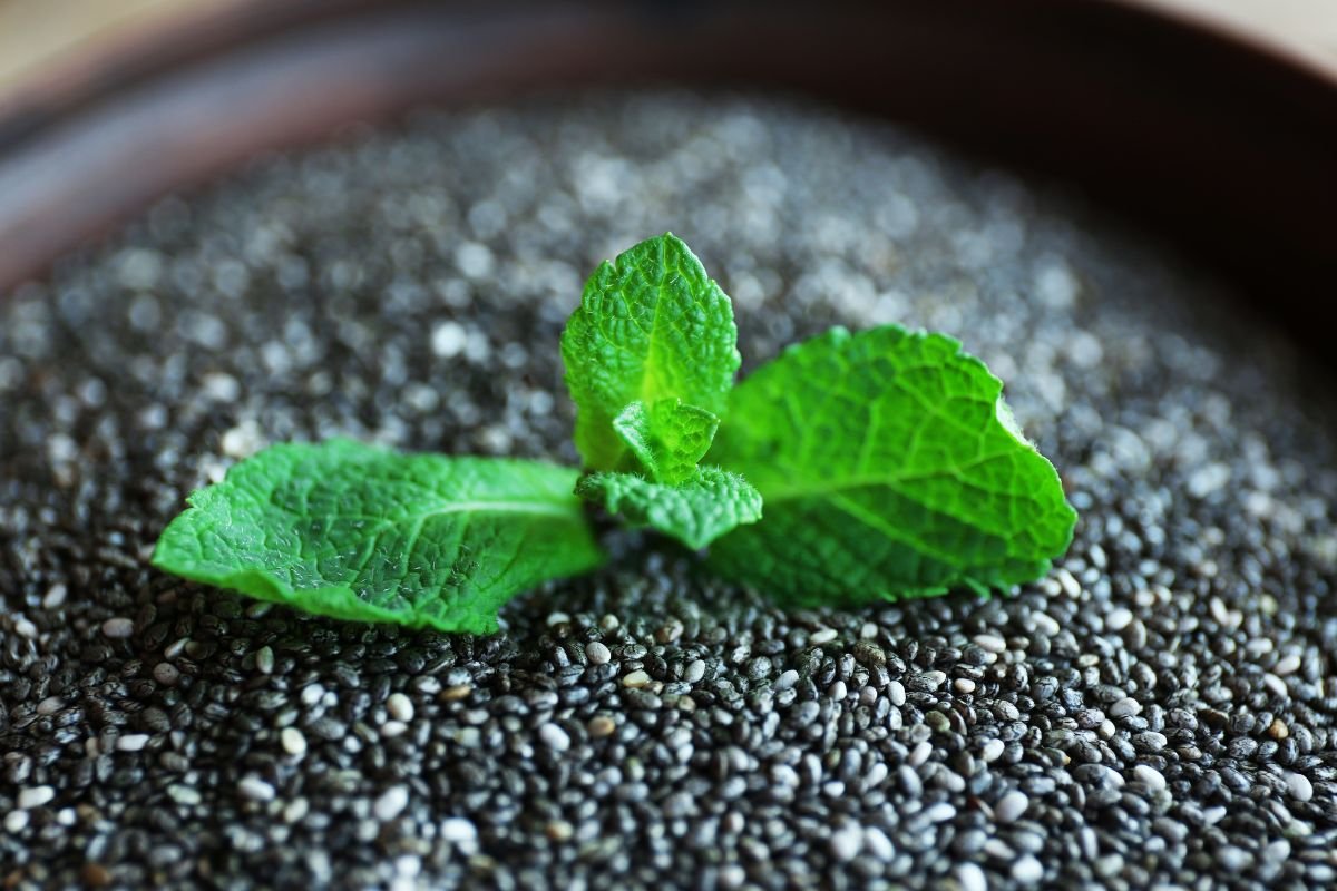 Can You Eat Chia Leaves: Exploring Nutrition & Recipes