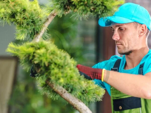 Can You Prune Pine Trees? A Complete Guide