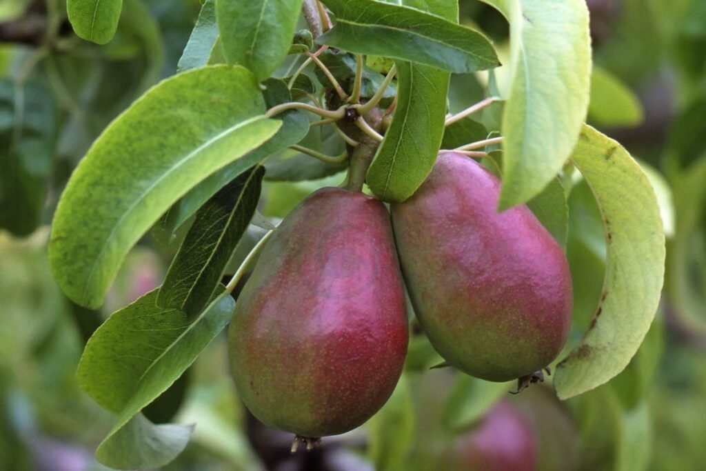 Caring for Red d'Anjou Pear Trees