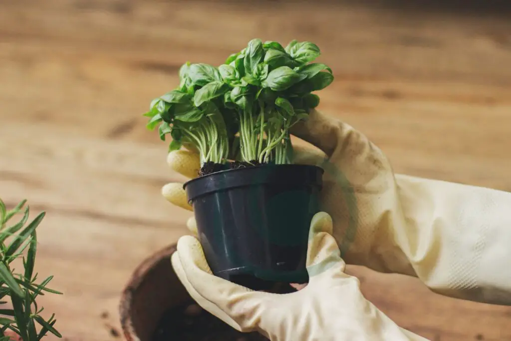 Caring for Transplanted Basil