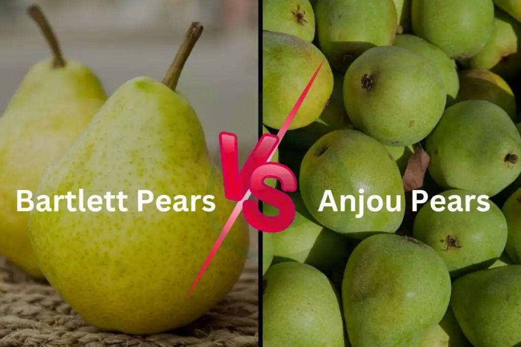 Comparing Anjou and Bartlett Pears