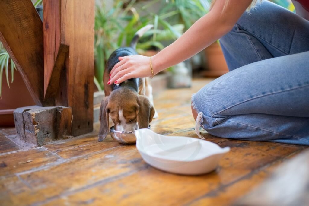 Considerations When Feeding Yogurt to Dogs