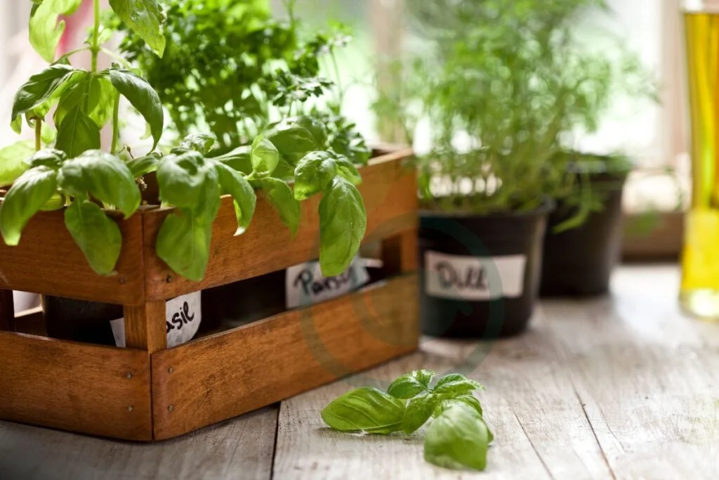 Container Gardening with Basil