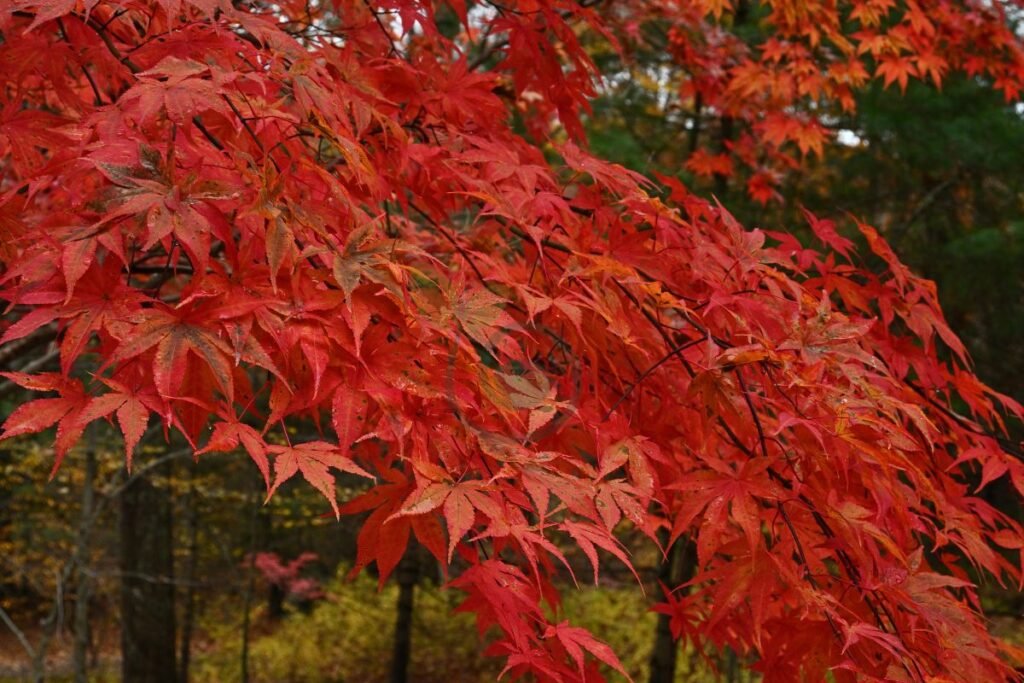 Cultivating Japanese Maples from Seed
