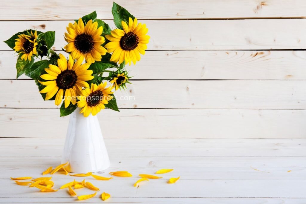 Daily Maintenance Sunflowers for Vases