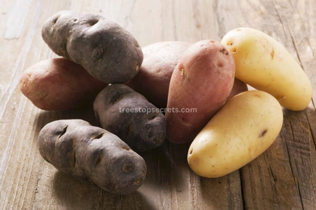 Different Potato Types