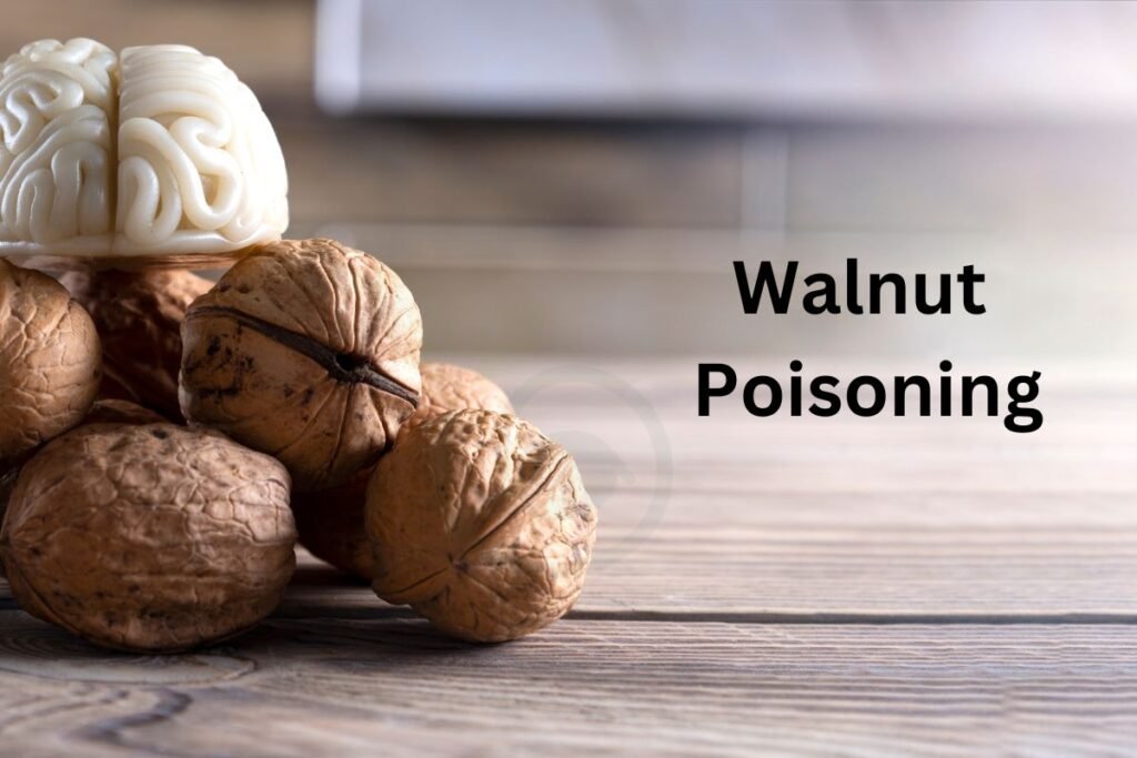 Effects of Walnut Poisoning