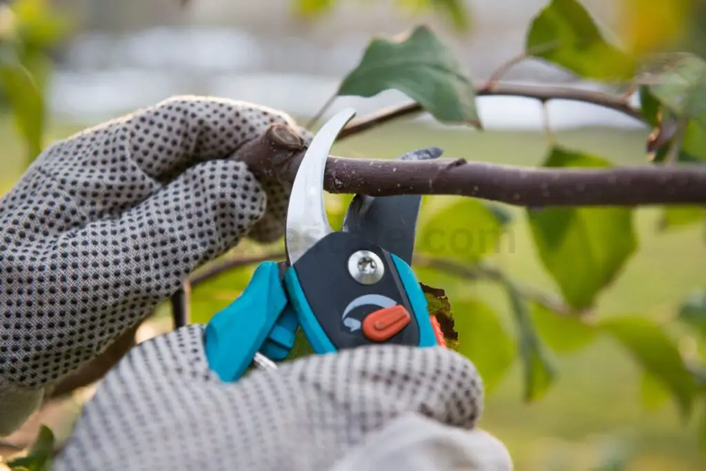 Essential Pruning Techniques