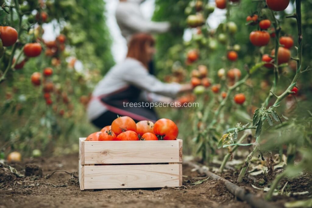 Extending the Harvest Period of Beefsteak Tomatoes