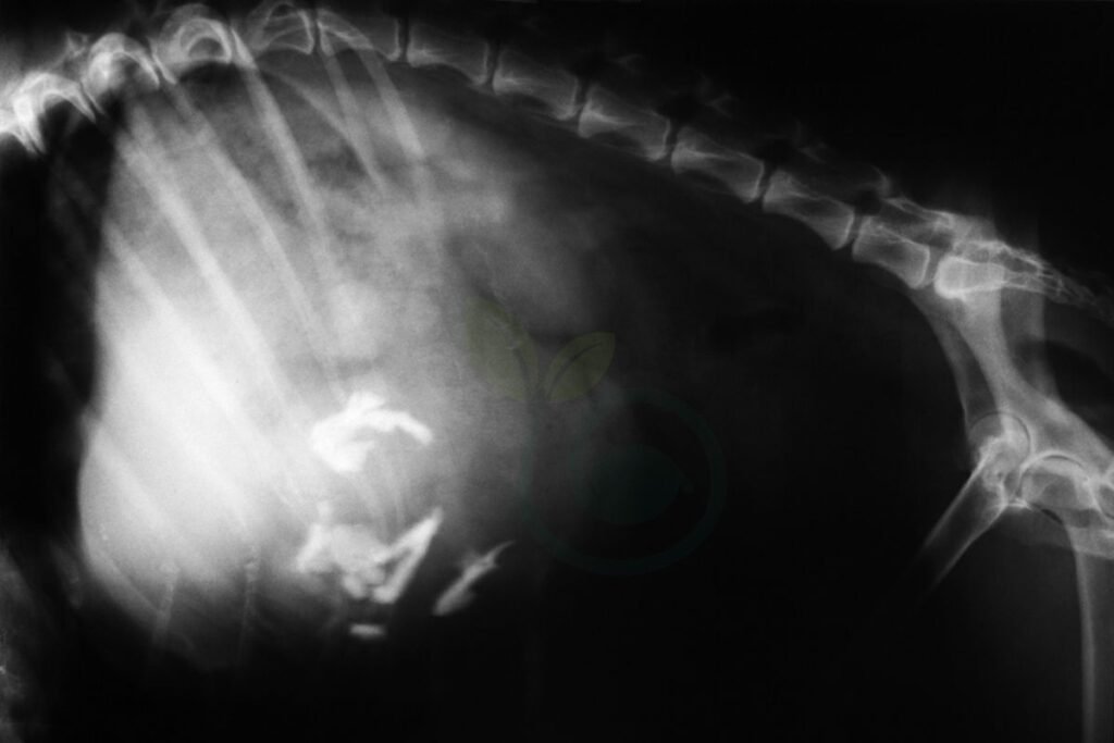 Gastrointestinal Obstruction in Dogs