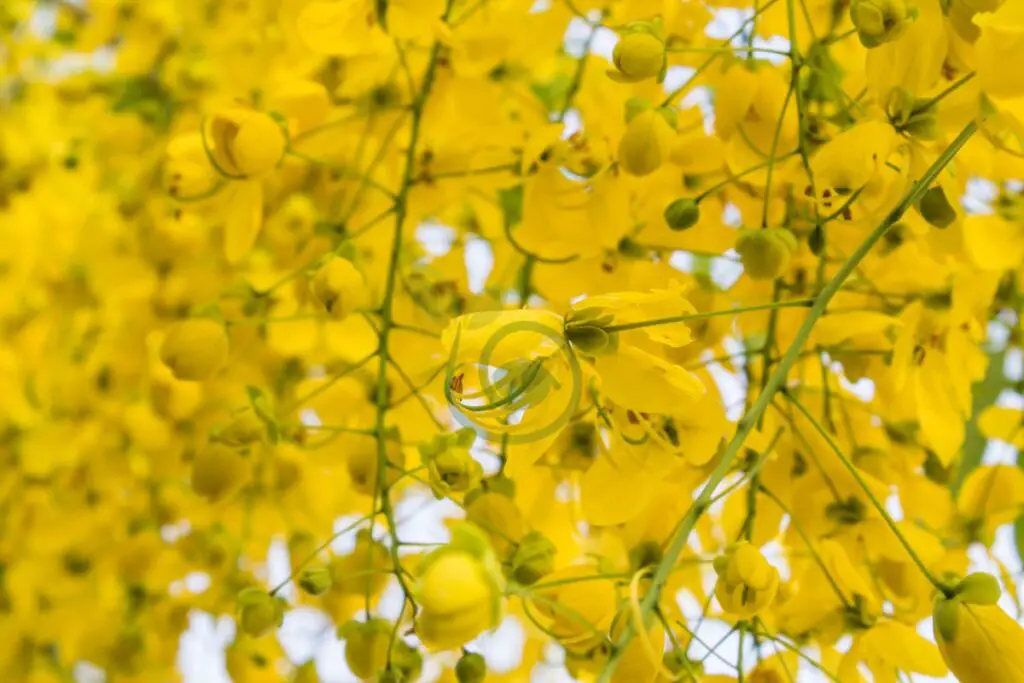 Golden Shower Tree