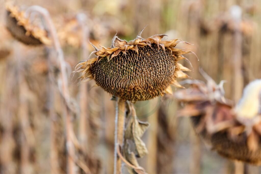 Harvesting and Drying Process of Sunflower