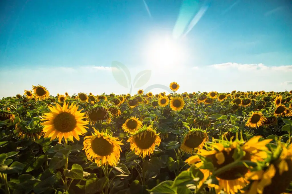 Harvesting for Different Purposes of Sunflower