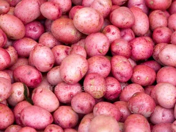 How Many Red Potatoes in a Pound: Understanding Quantity & Usage
