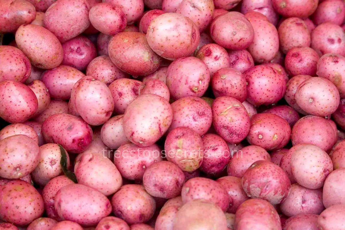 How Many Red Potatoes in a Pound: Understanding Quantity & Usage