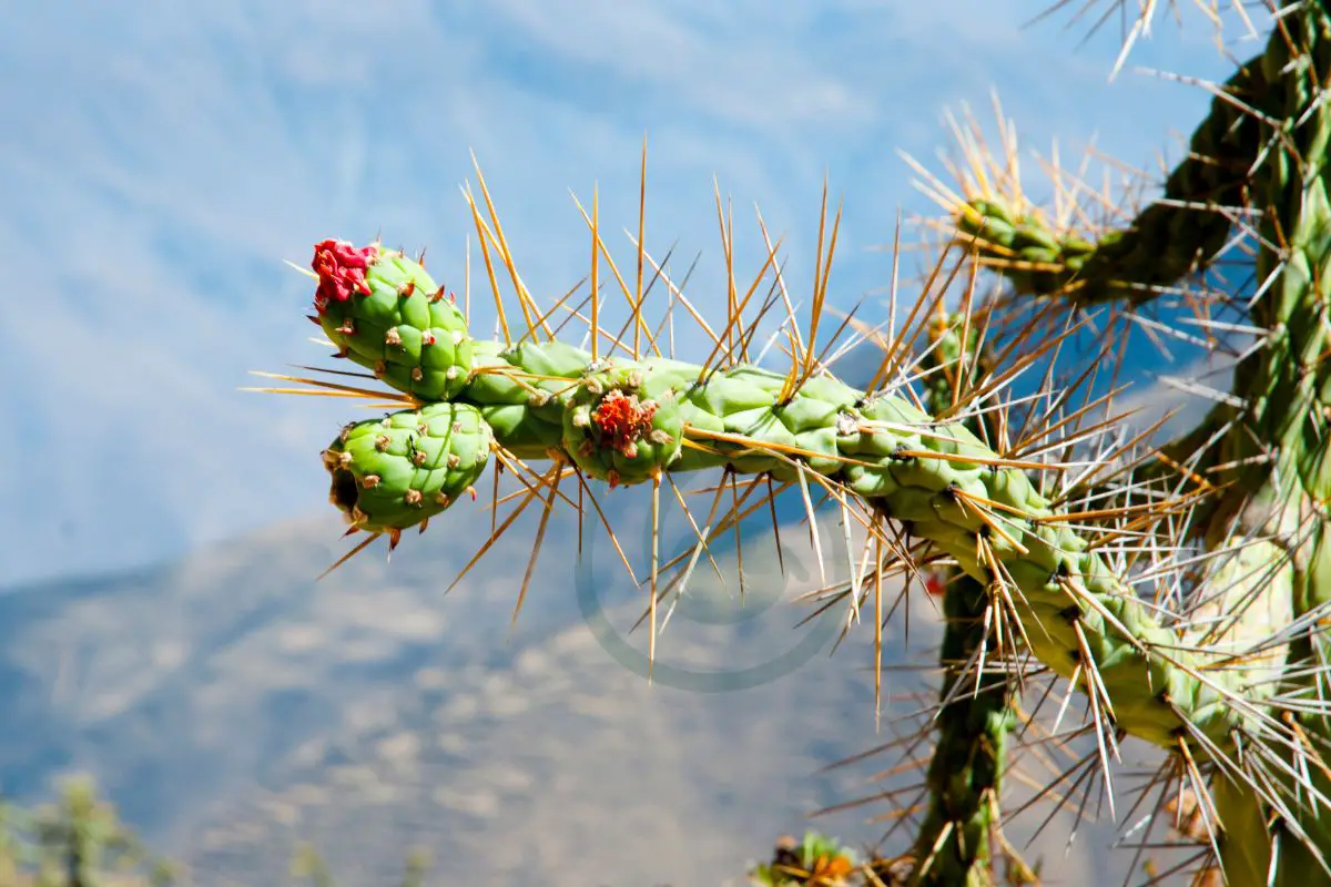 How Often to Water San Pedro Cactus: Complete Care Guide