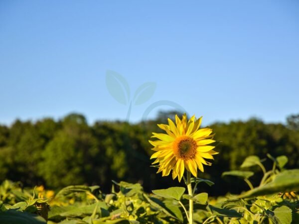 How to Grow the Tallest Sunflower: 12 Tips for Giant Blooms