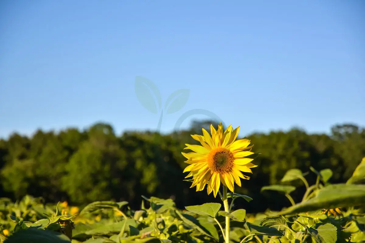 How to Grow the Tallest Sunflower: 12 Tips for Giant Blooms