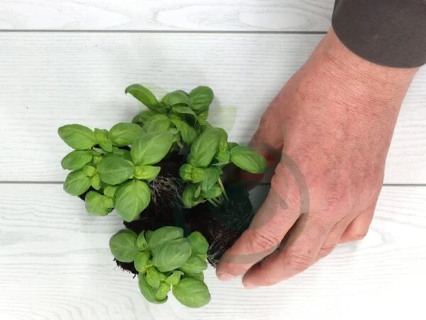 How to Transplant Basil: Container vs. Garden Tips