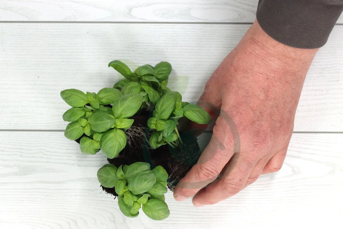 How to Transplant Basil: Container vs. Garden Tips