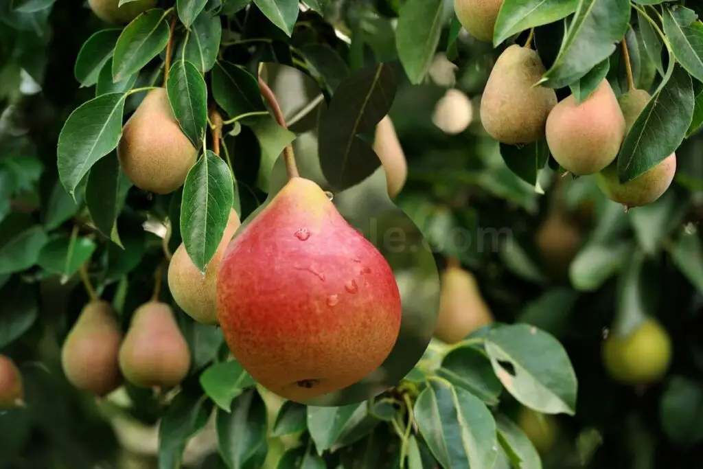 Impact on Tree Health Pear Tree