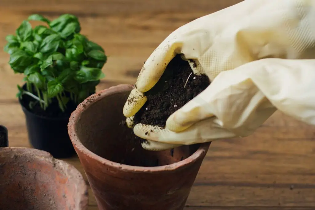 Indoor Basil Transplantation