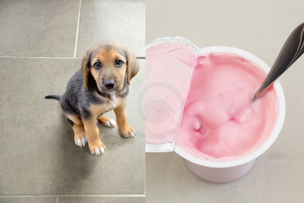 Introducing Your Dog to Yogurt