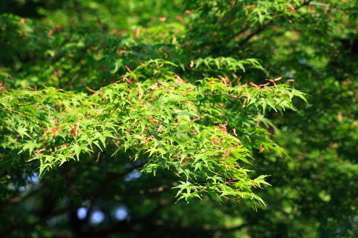 Japanese Maple Tree Seeds for Sale: Cultivating, Growing, and Landscaping Tips