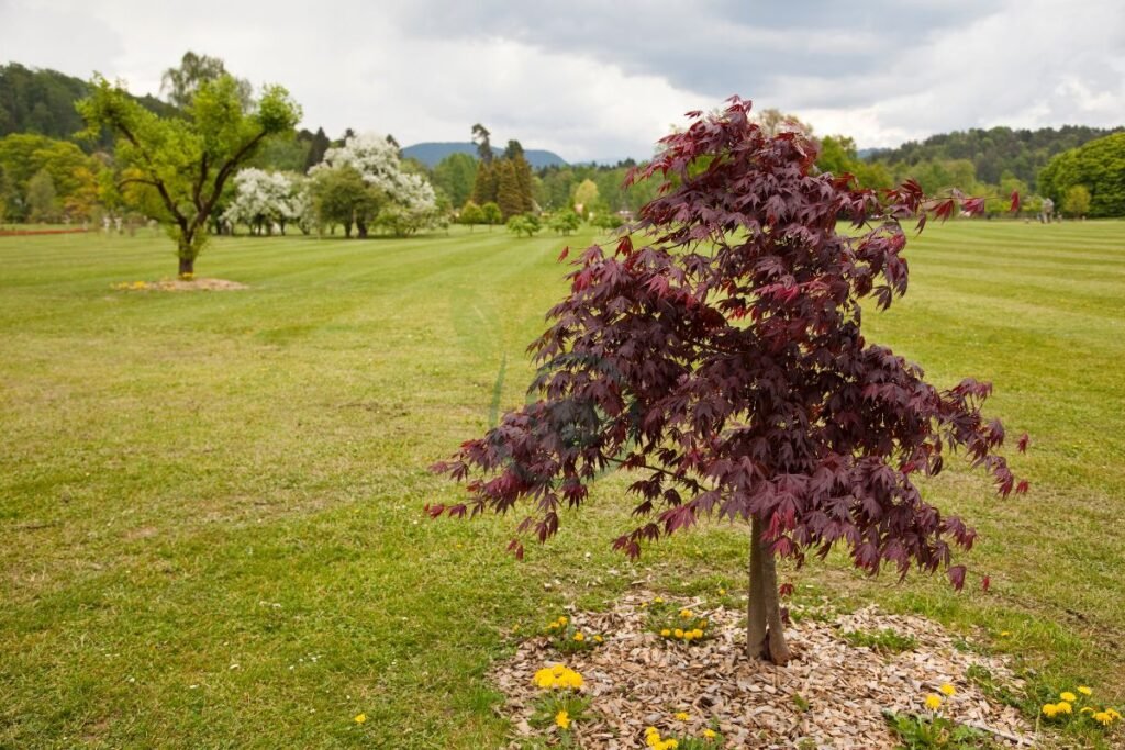 Landscaping with Japanese Maples