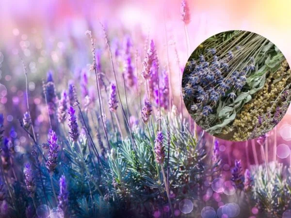 Lavender Flowers Dried: Culinary, Aromatherapy, Decor