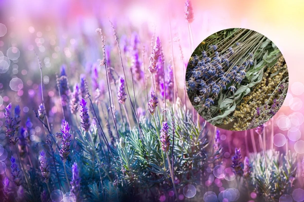 Lavender Flowers Dried: Culinary, Aromatherapy, Decor