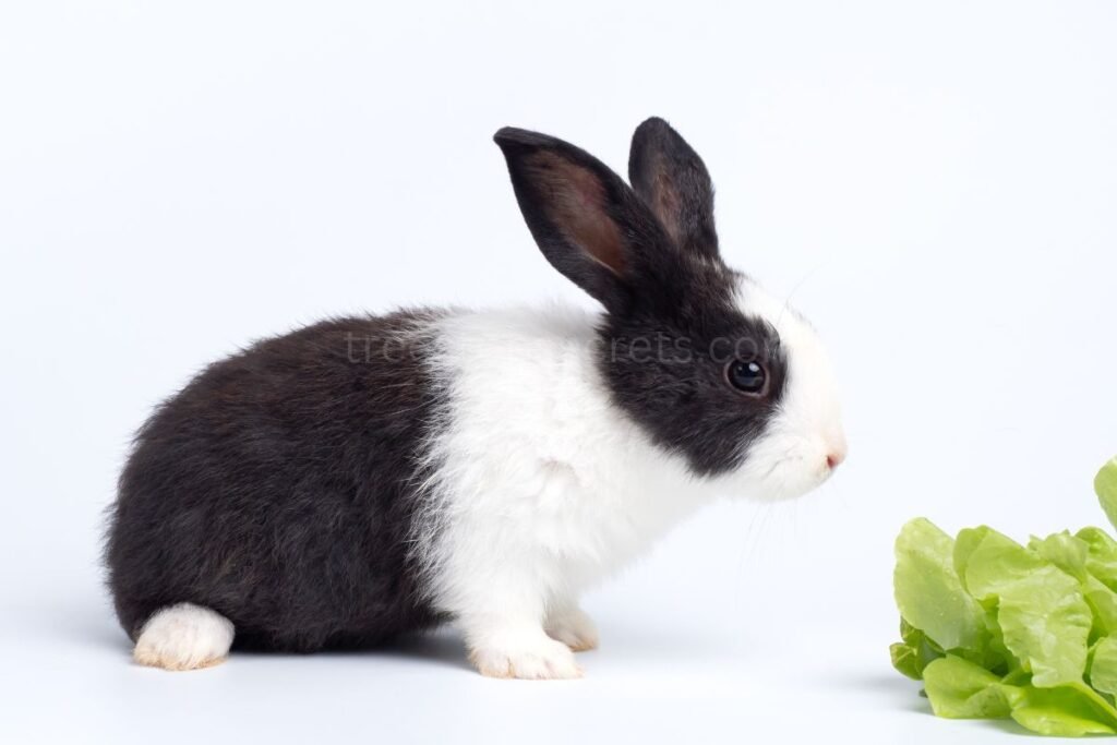 Lettuce and Rabbits