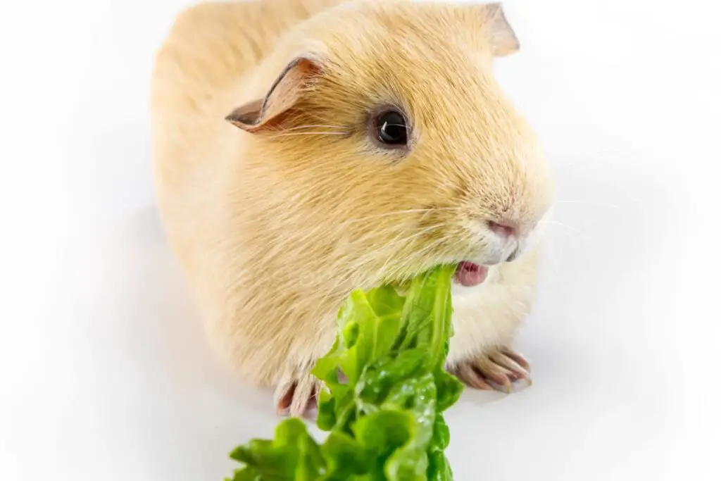 Overview of Lettuce in Guinea Pig Diets