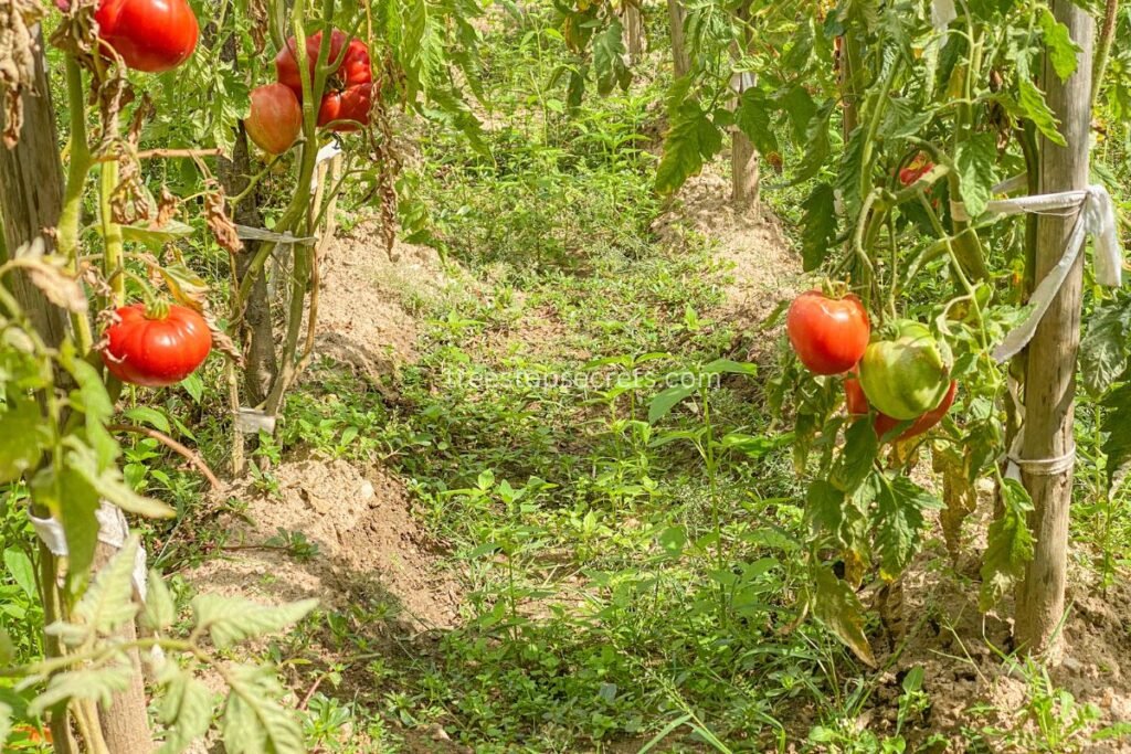 Maximizing Tomato Production Beefsteak Tomatoes