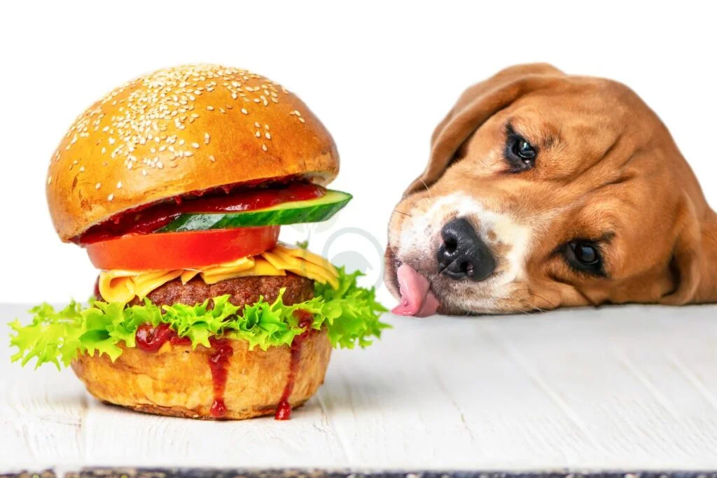 Nutritional Impact of Bread on Dogs