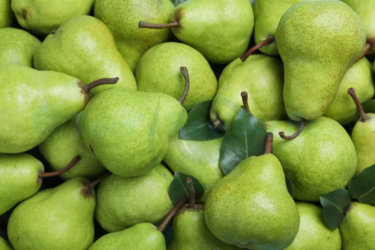 anjou-pear-nutrition-history-recipes-more