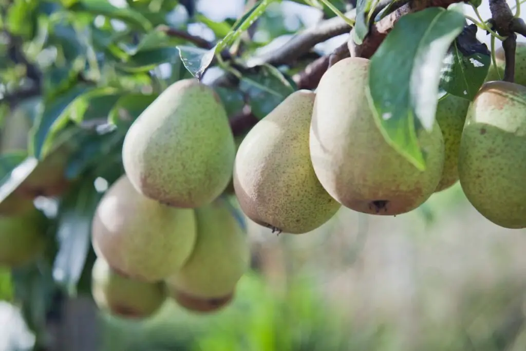 Organic Cultivation of Anjou Pears