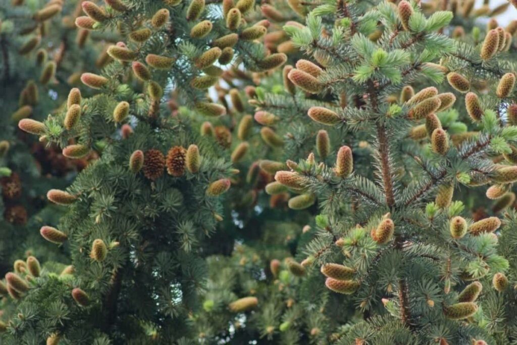 Pine Cone Growth and Development