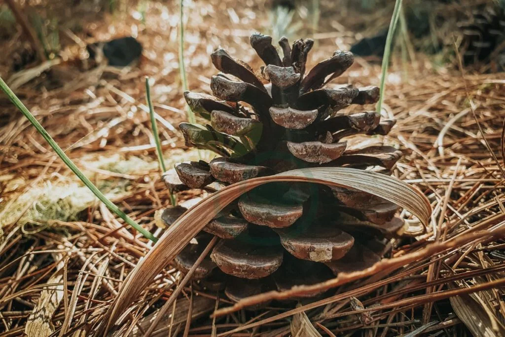 Pine Cones in Ecosystems
