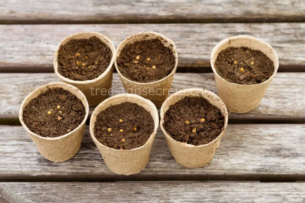 Planting Beefsteak Tomato Seeds