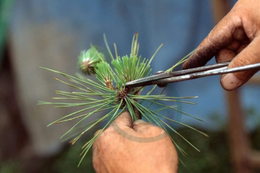 Preparing to Prune Your Pine Tree