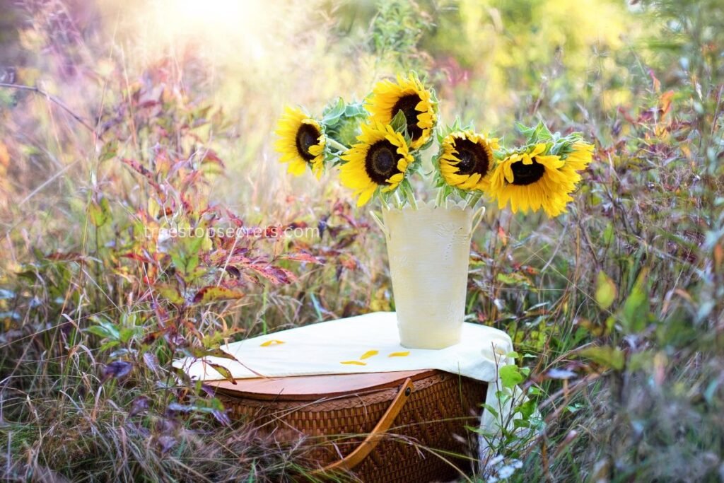 Preventing Early Drooping Sunflowers  for Vases