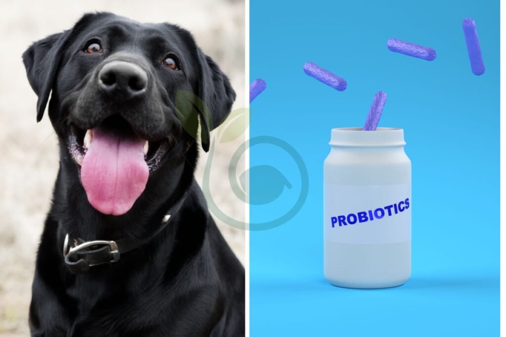 Probiotics in Yogurt for Dogs