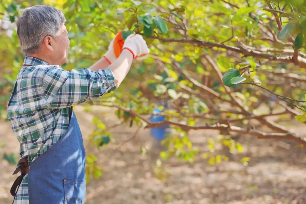 Pruning Overgrown Pear Trees