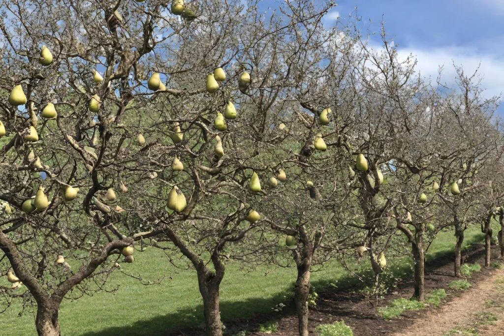 Timing for Pear Tree Pruning