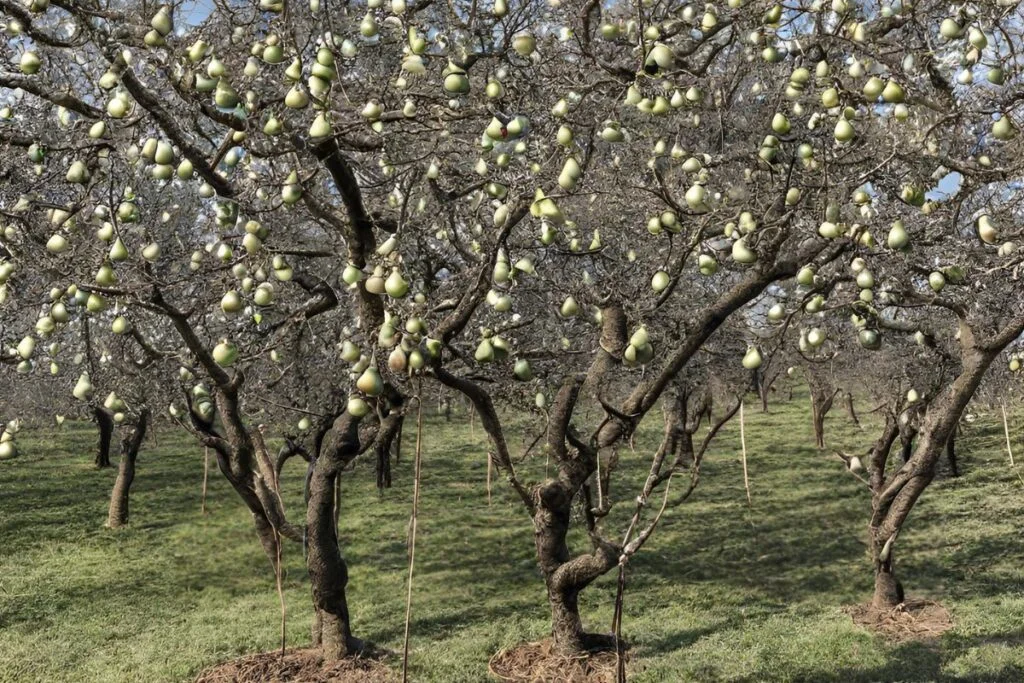 Understanding Pear Tree Anatomy