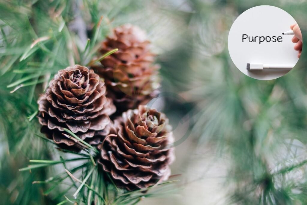 Purpose of Pine Cones