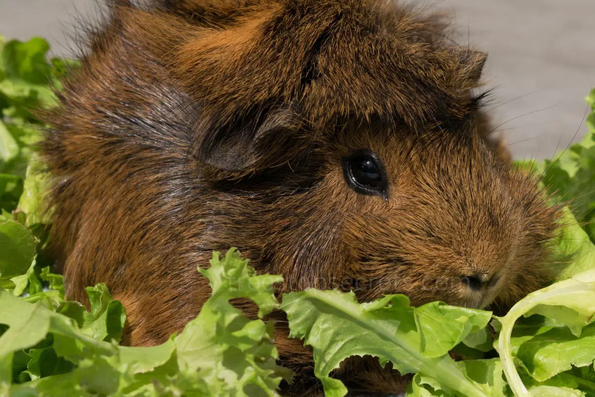 What Kind Of Lettuce Can Guinea Pigs Eat? A Nutritional Guide
